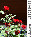 Blooming red roses in garden. 135259043