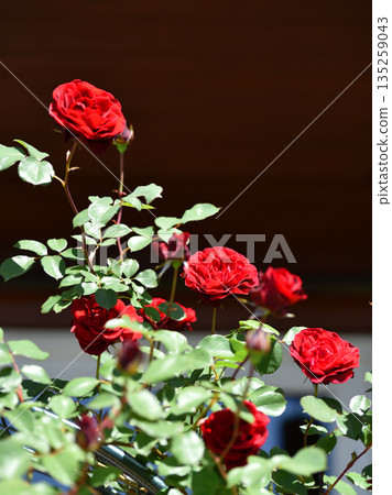 Blooming red roses in garden. 135259043