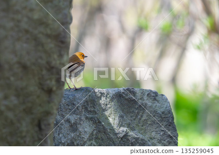 A robin resting on a rock 135259045