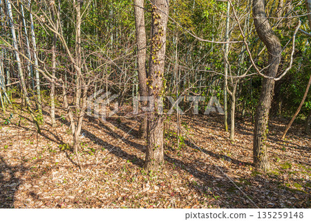 Winter-dead woods in Asuka Village, Nara Prefecture Winter-dead woods in Asuka Village, Nara Prefecture 135259148