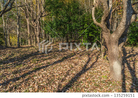 奈良縣飛鳥村的冬季枯木 135259151