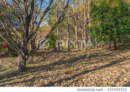 奈良縣飛鳥村的冬季枯木 奈良縣飛鳥村的冬季枯木 135259152