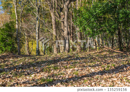 Winter-dead woods in Asuka Village, Nara Prefecture Winter-dead woods in Asuka Village, Nara Prefecture 135259156