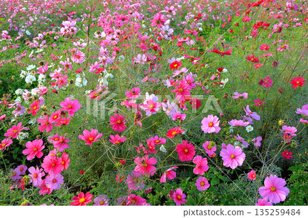 秋天的櫻桃樹 秋天的櫻桃樹 135259484