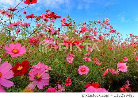 秋天的櫻桃樹 135259485