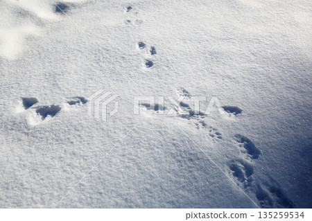 Footprints of animals remaining in snow 135259534