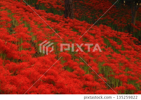 Cluster amaryllis in full bloom in Osaki City, Miyagi Prefecture Cluster amaryllis in full bloom in Osaki City, Miyagi Prefecture 135259822