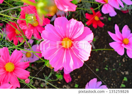 Fall cherry tree 135259826