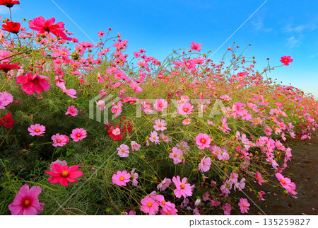 Fall cherry tree 135259827