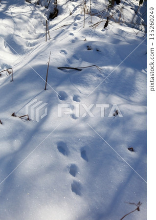 Hare footprints left on the snow Hare footprints left on the snow 135260249