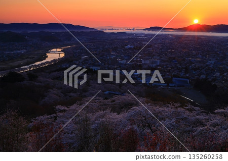 晨曦灑滿城市,櫻花盛開。 晨曦灑滿城市,櫻花盛開。 135260258