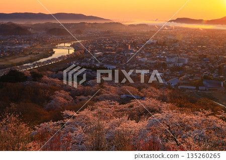 The city bathed in the morning sun and cherry blossoms in full bloom The city bathed in the morning sun and cherry blossoms in full bloom 135260265