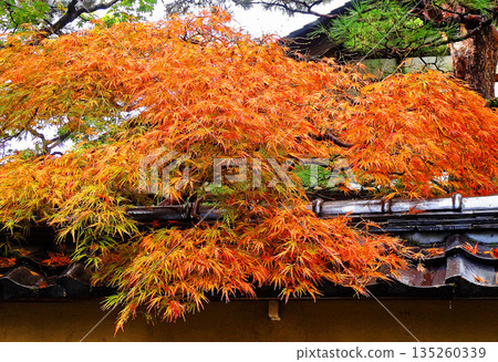 Nagamachi samurai residence trace 135260339