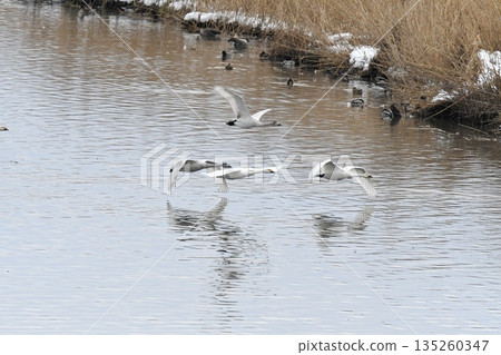 斯旺寧天鵝 135260347