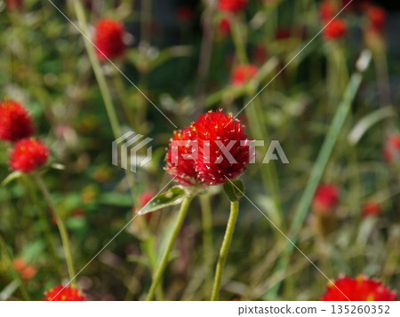 Red thunbert flower 135260352