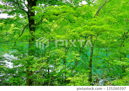 Otari Village Kamaike Pond 135260397