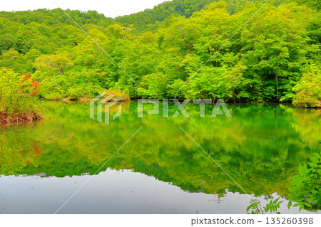Otari Village Kamaike Pond 135260398