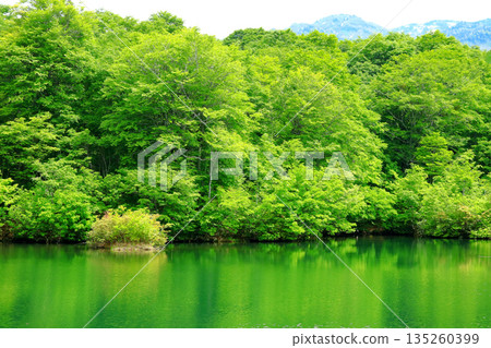 Otari Village Kamaike Pond 135260399