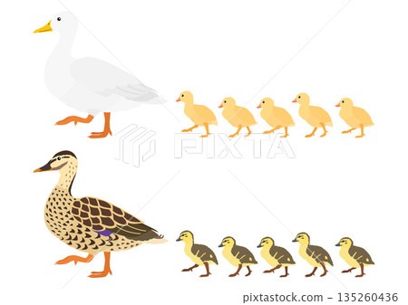 鴨子父母和子套裝 鴨子父母和子套裝 135260436