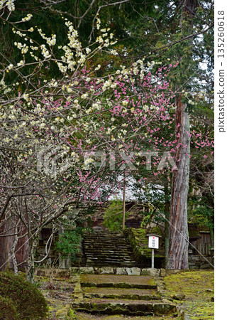 Plum blossoms blooming at Jigen-do 135260618