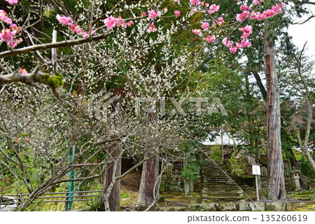 Plum blossoms blooming at Jigen-do Plum blossoms blooming at Jigen-do 135260619