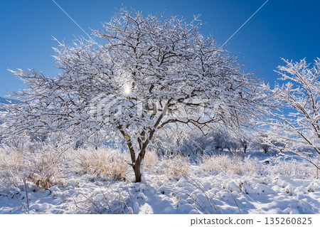 Trees sparkling with frost on the Kirigamine Plateau in the dead of winter 135260825