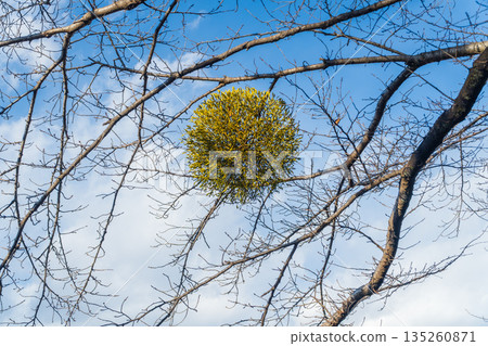 槲寄生寄生在櫻桃樹上 135260871