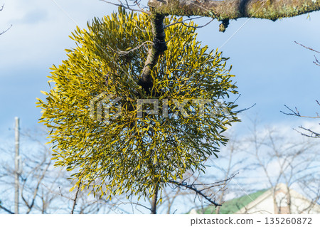 槲寄生寄生在櫻桃樹上 135260872