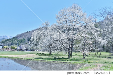 A large magnolia tree reflected in the rice paddy area A large magnolia tree reflected in the rice paddy area 135260921