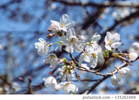 Shimei Yoshino caught in the blue sky Shimei Yoshino caught in the blue sky 135261009