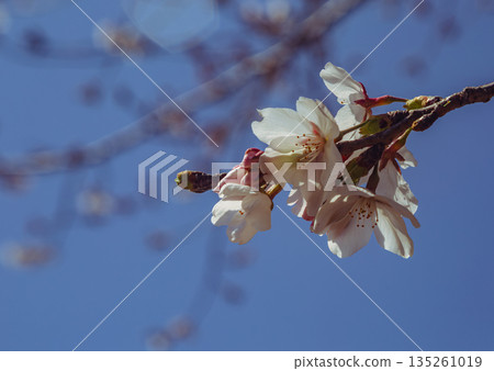 Shimei Yoshino陷入了蔚藍的天空 Shimei Yoshino陷入了蔚藍的天空 135261019