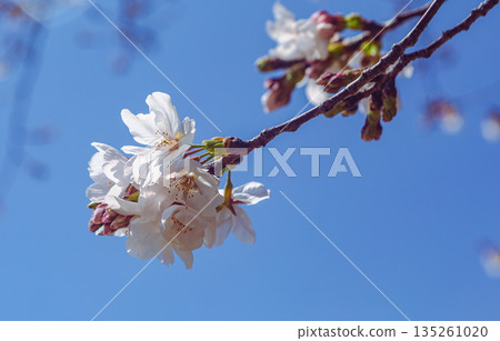 Shimei Yoshino陷入了蔚藍的天空 135261020