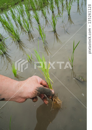 rice planting, paddy field, rice field 135261128