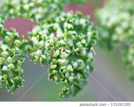 盆栽歐芹的特寫 135261305