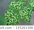 Close-up of potted parsley 135261306