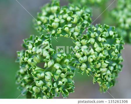 盆栽歐芹的特寫 135261306