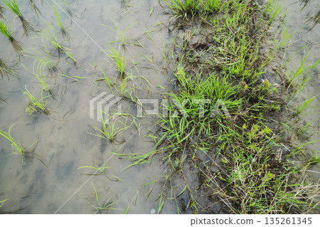 paddy field, rice field, paddy 135261345