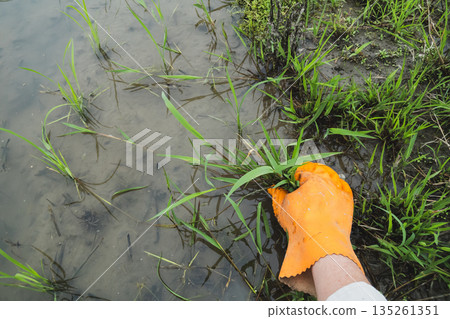 水稻 水稻種植 稻田 135261351
