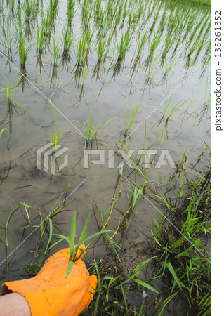 稻田 水稻 除草 135261352