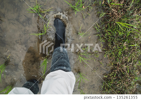 水稻 農家 農民 135261355