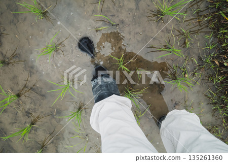 farmer, farmhouse, rice planting 135261360