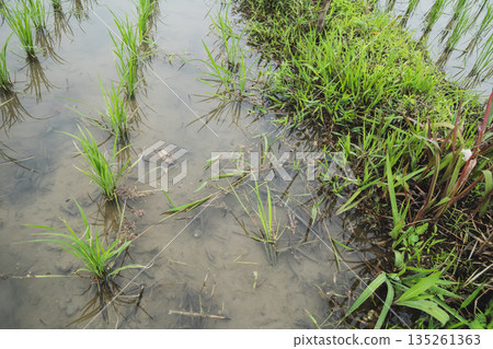paddy field, rice field, paddy 135261363