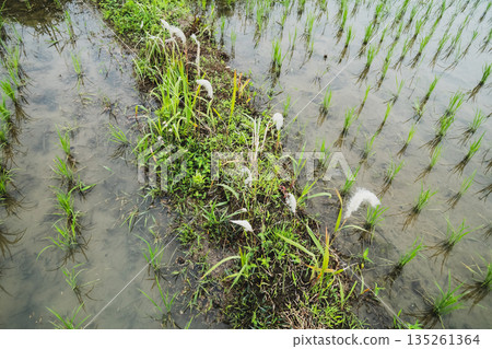 paddy field, rice field, paddy 135261364