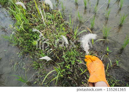 paddy field, rice field, paddy 135261365