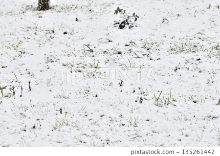 日本南部九州長崎的雪景 日本南部九州長崎的雪景 135261442