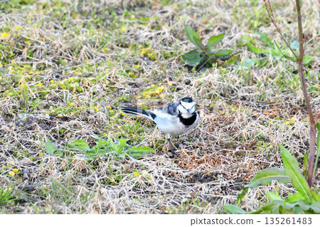 白鶺鴒，白鶺鴒 135261483