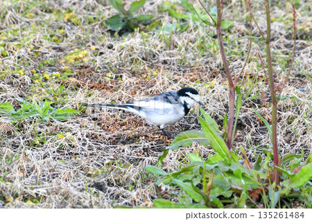 白鶺鴒，白鶺鴒 135261484