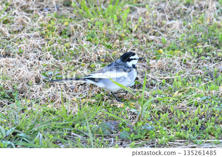 White Wagtail, White Wagtail 135261485