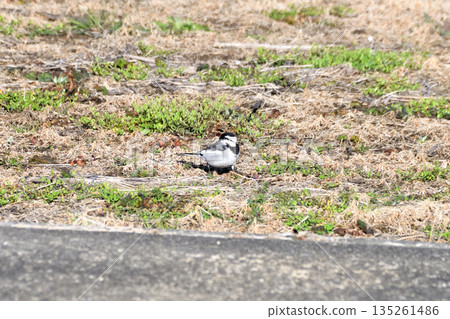 White Wagtail, White Wagtail 135261486