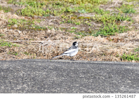 White Wagtail, White Wagtail White Wagtail, White Wagtail 135261487